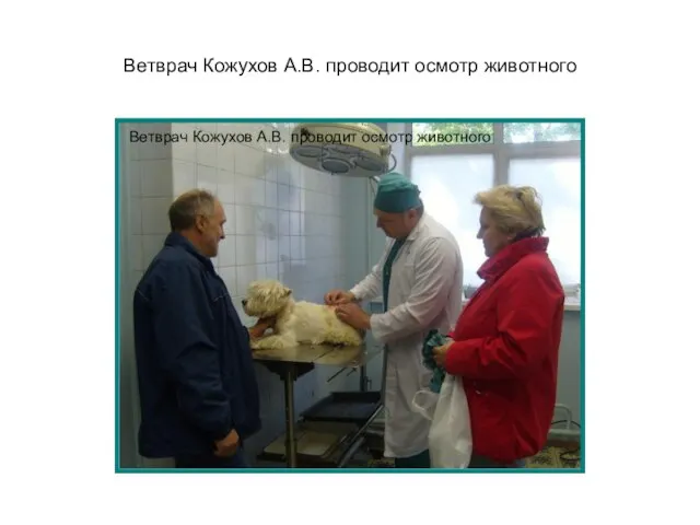 Ветврач Кожухов А.В. проводит осмотр животного Ветврач Кожухов А.В. проводит осмотр животного