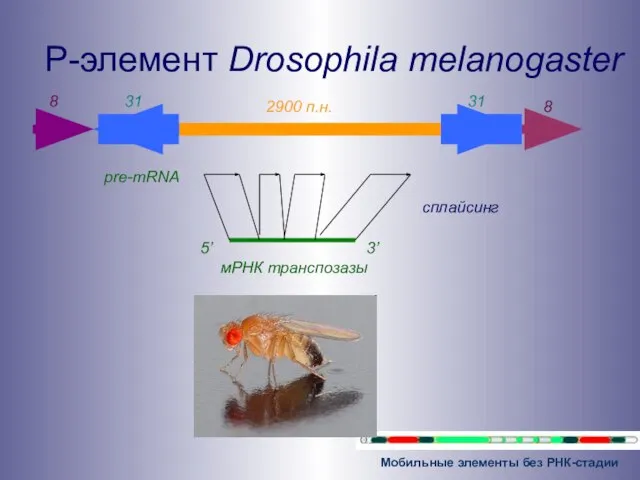 P-элемент Drosophila melanogaster 31 2900 п.н. pre-mRNA 3’ сплайсинг 5’ 8 31 8 мРНК транспозазы