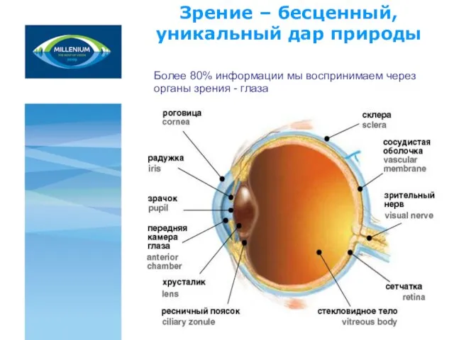 Зрение – бесценный, уникальный дар природы Более 80% информации мы воспринимаем через органы зрения - глаза