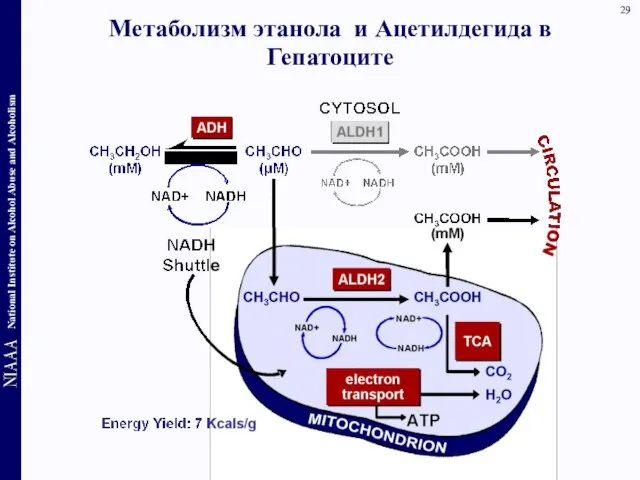 Метаболизм этанола и Ацетилдегида в Гепатоците