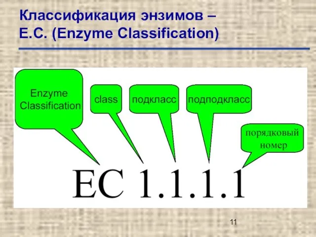 Классификация энзимов – Е.С. (Enzyme Classification)