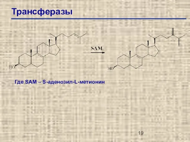 Трансферазы Где SAM – S-аденозил-L-метионин