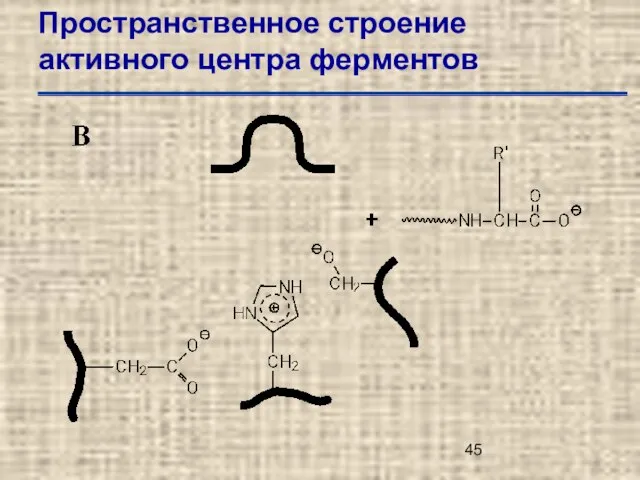 Пространственное строение активного центра ферментов