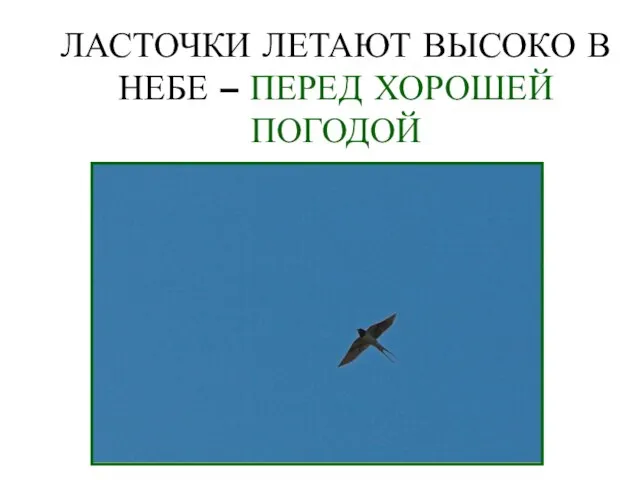 ЛАСТОЧКИ ЛЕТАЮТ ВЫСОКО В НЕБЕ – ПЕРЕД ХОРОШЕЙ ПОГОДОЙ