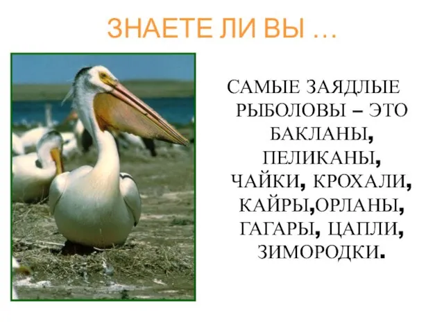 ЗНАЕТЕ ЛИ ВЫ … САМЫЕ ЗАЯДЛЫЕ РЫБОЛОВЫ – ЭТО БАКЛАНЫ, ПЕЛИКАНЫ, ЧАЙКИ,