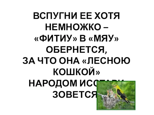 ВСПУГНИ ЕЕ ХОТЯ НЕМНОЖКО – «ФИТИУ» В «МЯУ» ОБЕРНЕТСЯ, ЗА ЧТО ОНА