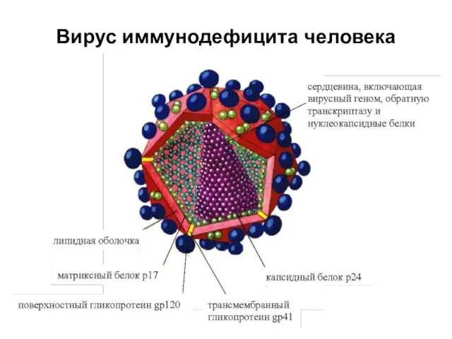 Вирус иммунодефицита человека