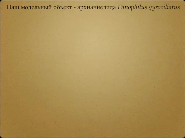 Наш модельный объект - архианнелида Dinophilus gyrociliatus