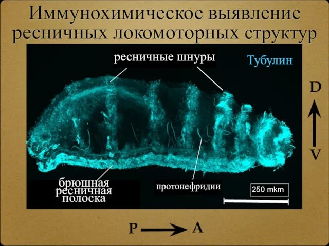 Иммунохимическое выявление ресничных локомоторных структур