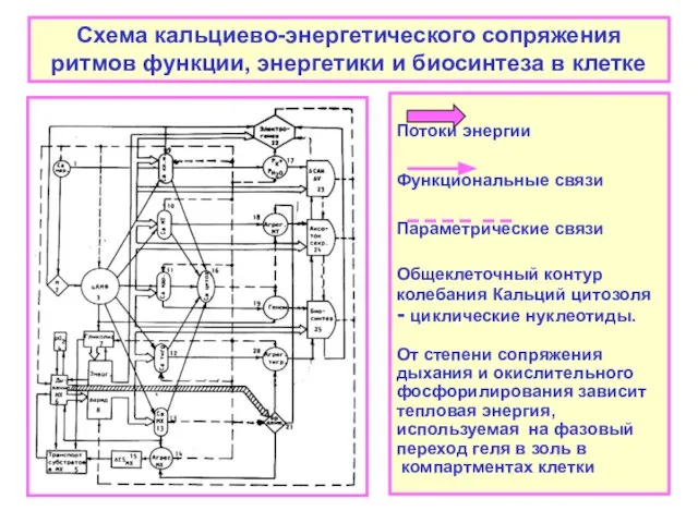 Схема кальциево-энергетического сопряжения ритмов функции, энергетики и биосинтеза в клетке Потоки энергии