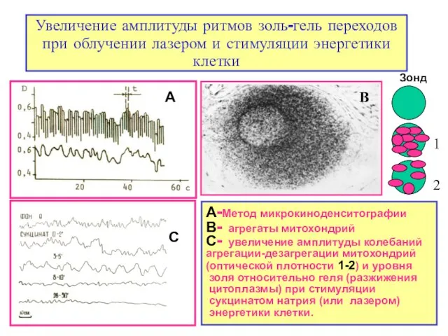 Увеличение амплитуды ритмов золь-гель переходов при облучении лазером и стимуляции энергетики клетки