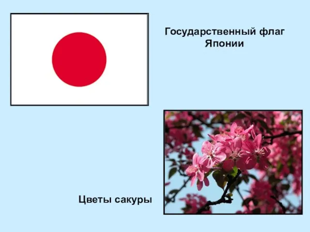 Государственный флаг Японии Цветы сакуры
