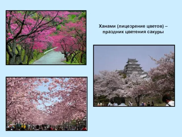 Ханами (лицезрение цветов) – праздник цветения сакуры