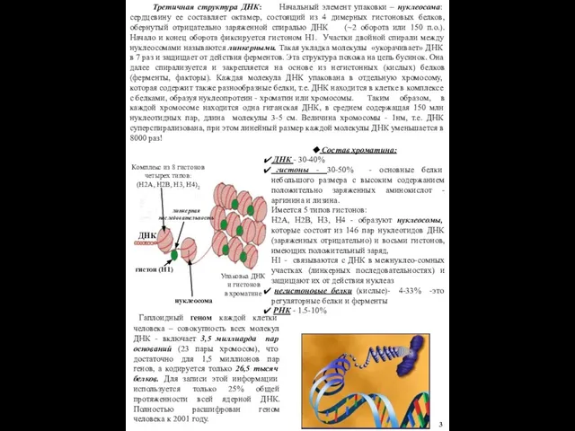 Третичная структура ДНК: Начальный элемент упаковки – нуклеосома: сердцевину ее составляет октамер,