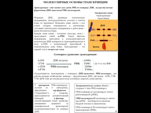 МОЛЕКУЛЯРНЫЕ ОСНОВЫ ТРАНСКРИПЦИИ Транскрипция - это синтез всех видов РНК по матрице