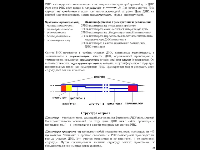 РНК синтезируется комплементарно и антипараллельно транскрибируемой цепи ДНК. Рост цепи РНК идет