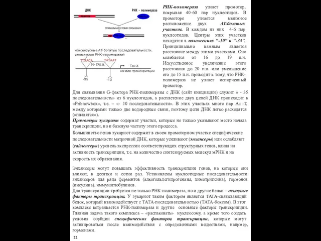 РНК-полимераза узнает промотор, покрывая 40-60 пар нуклеотидов. В промоторе узнается взаимное расположение