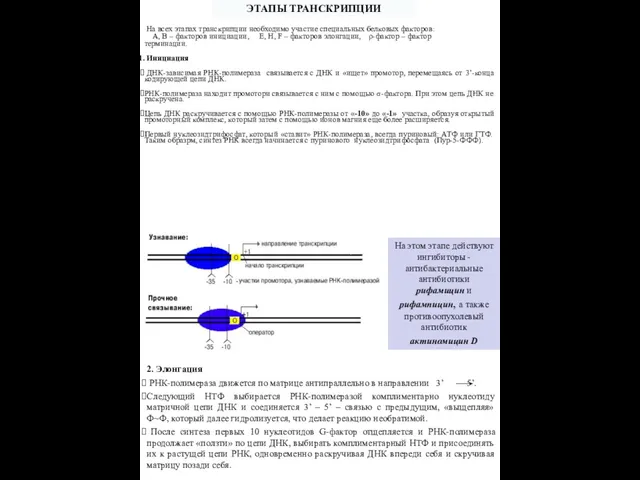 На всех этапах транскрипции необходимо участие специальных белковых факторов: А, В –