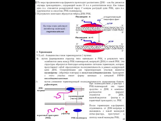 На этом этапе действует ингибитор элонгации - стрептолидигин 3. Терминация У E.coli