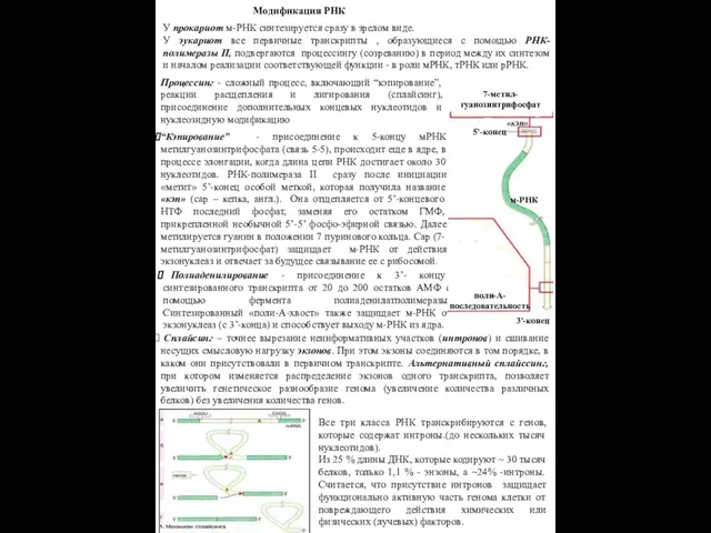 У прокариот м-РНК синтезируется сразу в зрелом виде. У эукариот все первичные