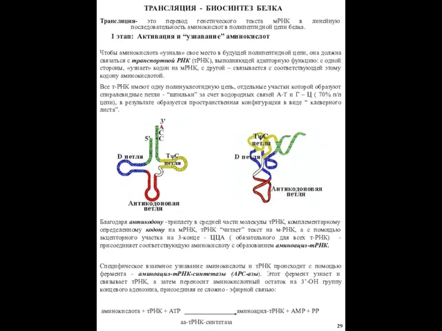 Благодаря антикодону -триплету в средней части молекулы тРНК, комплементарному определенному кодону на