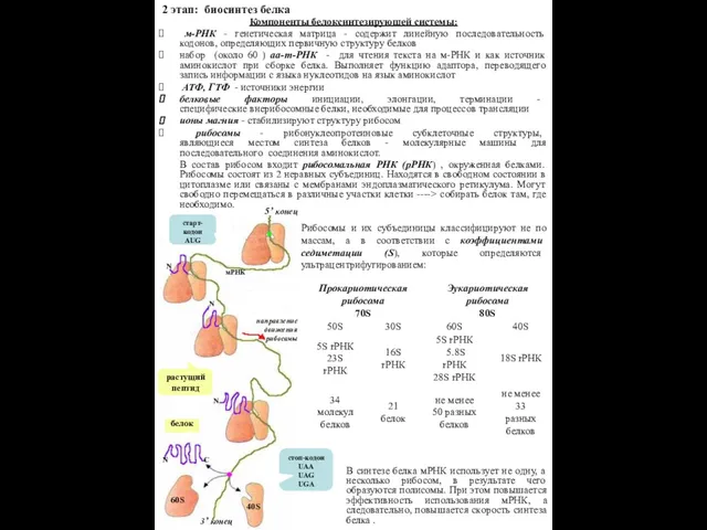 Компоненты белоксинтезирующей системы: м-РНК - генетическая матрица - содержит линейную последовательность кодонов,
