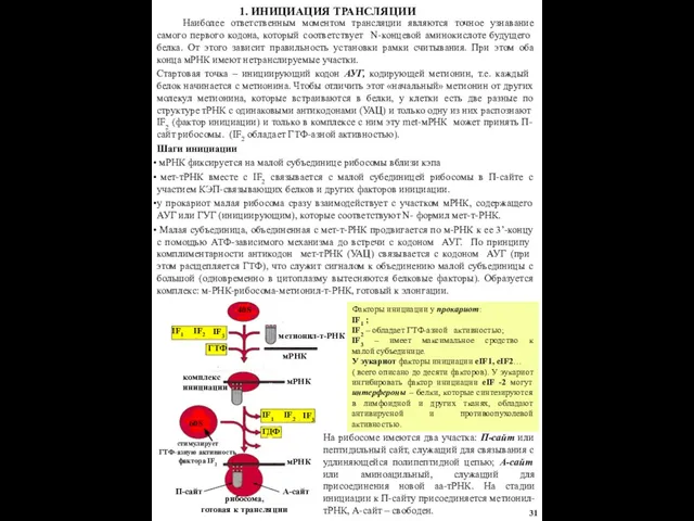 1. ИНИЦИАЦИЯ ТРАНСЛЯЦИИ На рибосоме имеются два участка: П-сайт или пептидильный сайт,