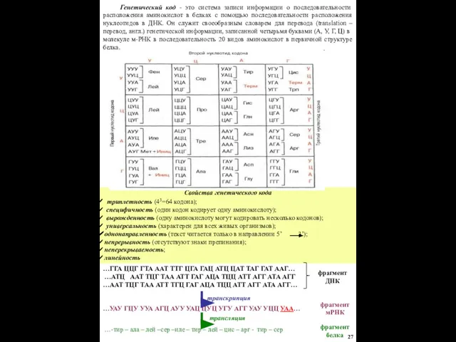 Генетический код - это система записи информации о последовательности расположения аминокислот в