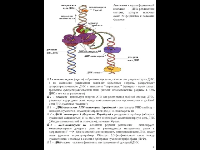 1 - топоизомераза (гираза) - обратимая нуклеаза, сначала она разрывает цепь ДНК,