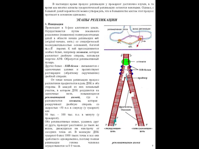 В настоящее время процесс репликации у прокариот достаточно изучен, в то время