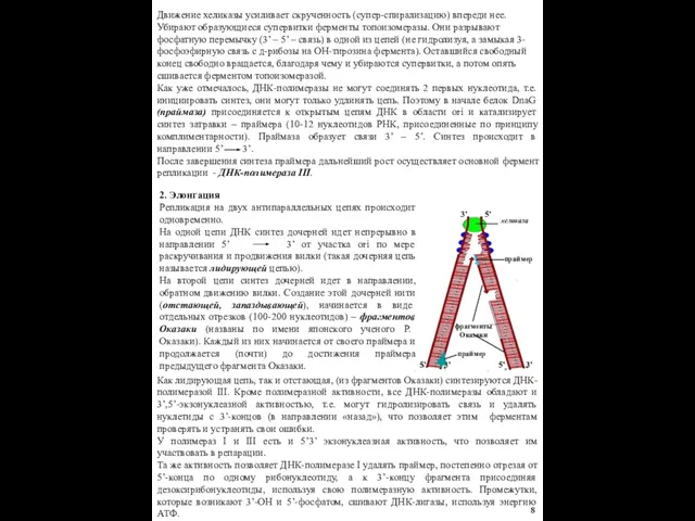 Движение хеликазы усиливает скрученность (супер-спирализацию) впереди нее. Убирают образующиеся супервитки ферменты топоизомеразы.