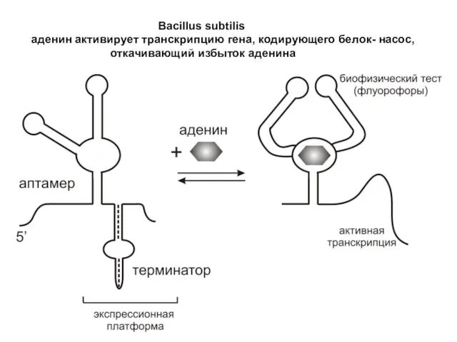 Bacillus subtilis аденин активирует транскрипцию гена, кодирующего белок- насос, откачивающий избыток аденина
