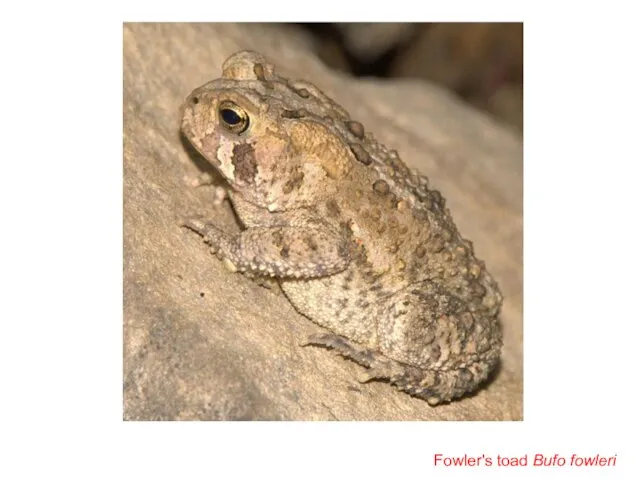 Fowler's toad Bufo fowleri