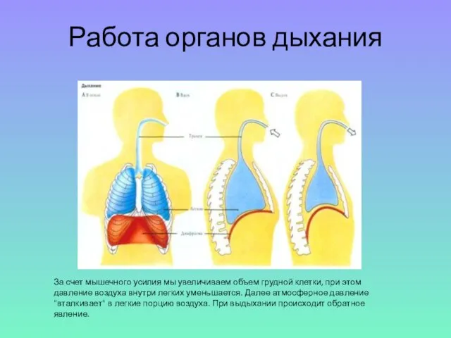 За счет мышечного усилия мы увеличиваем объем грудной клетки, при этом давление