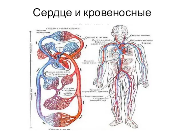 Сердце и кровеносные сосуды.