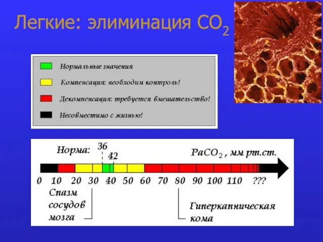 Легкие: элиминация СО2