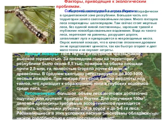 Факторы, приводящие к экологическим проблемам. Сибирский шелкопряд в лесах Якутии: Регион бассейна