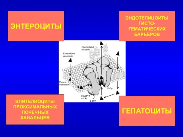 ЭНТЕРОЦИТЫ ЭПИТЕЛИОЦИТЫ ПРОКСИМАЛЬНЫХ ПОЧЕЧНЫХ КАНАЛЬЦЕВ ГЕПАТОЦИТЫ ЭНДОТЕЛИЦОИТЫ ГИСТО-ГЕМАТИЧЕСКИХ БАРЬЕРОВ