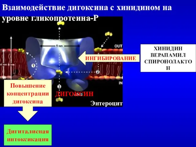 ХИНИДИН ВЕРАПАМИЛ СПИРОНОЛАКТОН Дигиталисная интоксикация Повышение концентрации дигоксина ИНГИБИРОВАНИЕ Энтероцит ДИГОКСИН Взаимодействие