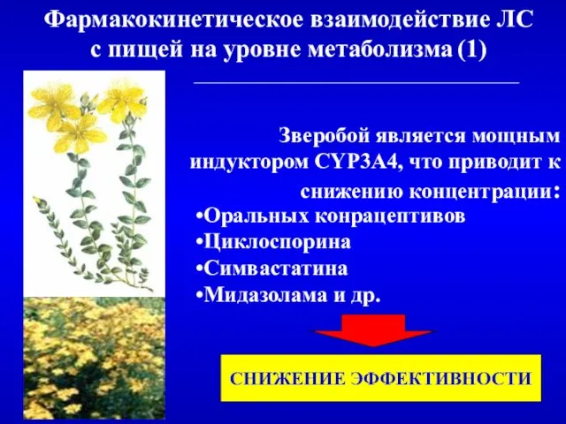 Зверобой является мощным индуктором CYP3A4, что приводит к снижению концентрации: Оральных конрацептивов