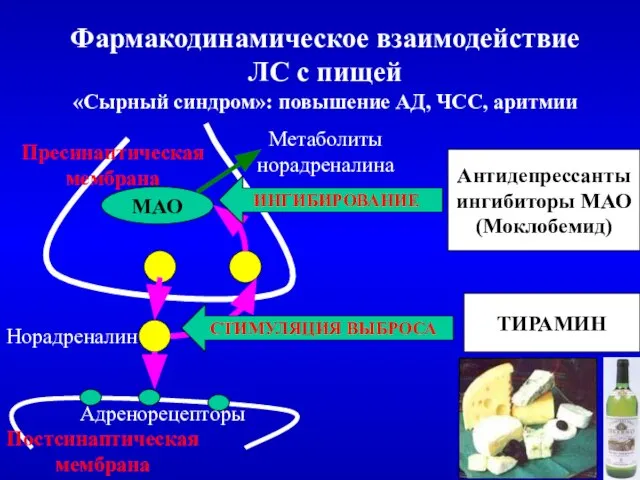 Фармакодинамическое взаимодействие ЛС с пищей «Сырный синдром»: повышение АД, ЧСС, аритмии Пресинаптическая