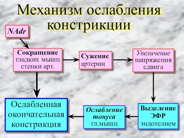 Механизм ослабления констрикции NAdr Сокращение гладких мышц стенки арт. Увеличение напряжения сдвига