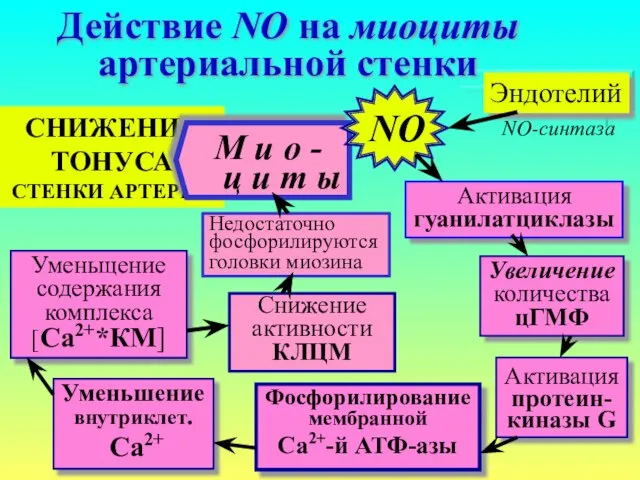 СНИЖЕНИЕ ТОНУСА СТЕНКИ АРТЕРИИ Действие NO на миоциты артериальной стенки Эндотелий NO