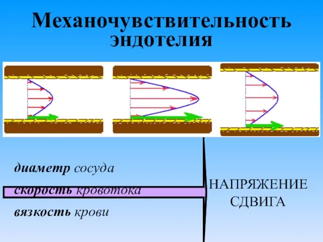 Механочувствительность эндотелия диаметр сосуда скорость кровотока вязкость крови НАПРЯЖЕНИЕ СДВИГА