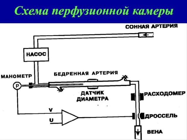 Схема перфузионной камеры