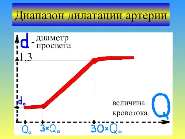 Диапазон дилатации артерии диаметр просвета величина кровотока 1,3