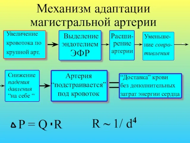 Механизм адаптации магистральной артерии Увеличение кровотока по крупной арт. Снижение падения давления