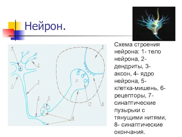 Нейрон. Схема строения нейрона: 1- тело нейрона, 2- дендриты, 3- аксон, 4-