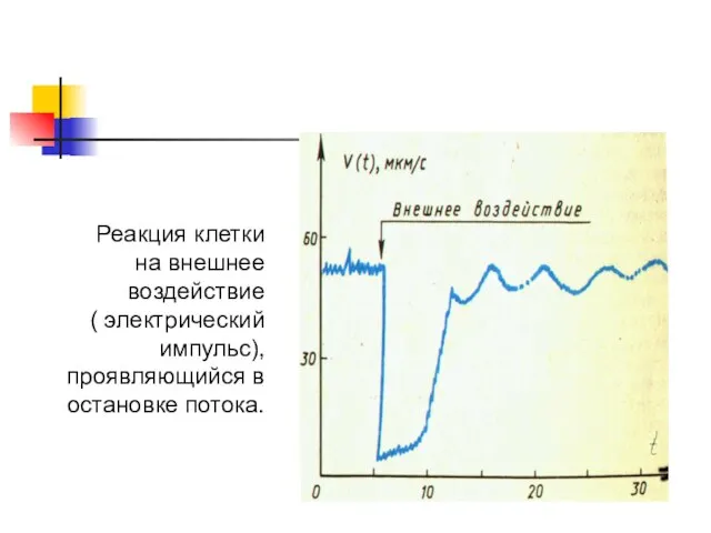 Реакция клетки на внешнее воздействие ( электрический импульс), проявляющийся в остановке потока.