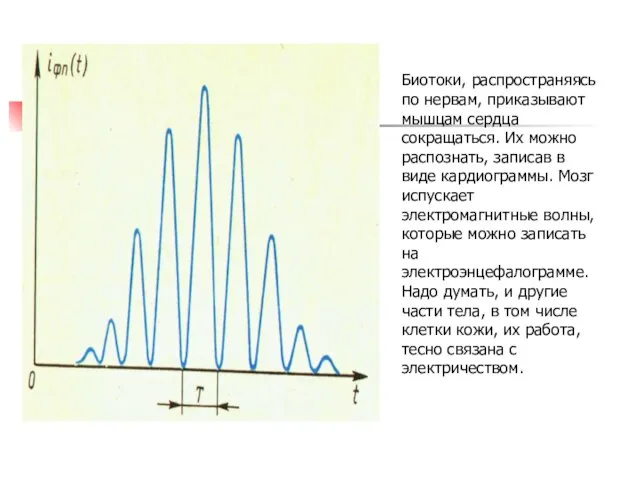 Биотоки, распространяясь по нервам, приказывают мышцам сердца сокращаться. Их можно распознать, записав